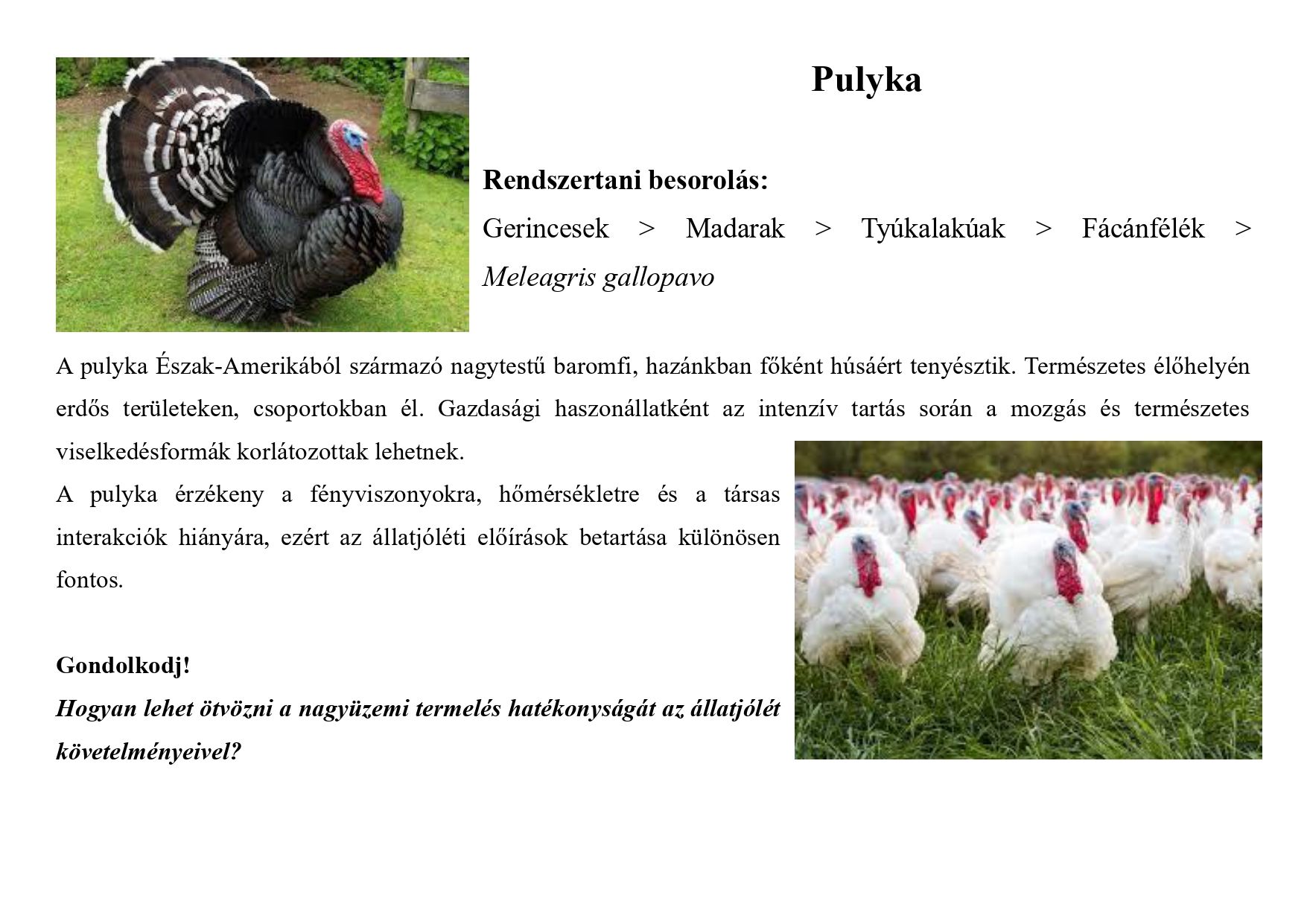 Tanösvény_haszonállatokról gyűjtemény_page-0009.jpg