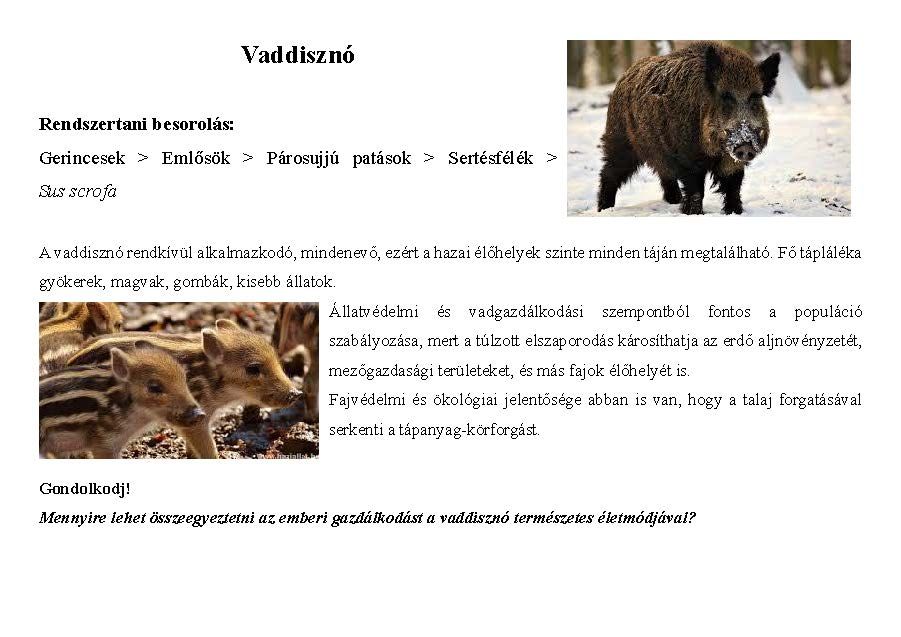 Tanösvény_vadon élő állatokról gyűjtemény_Oldal_03.jpg