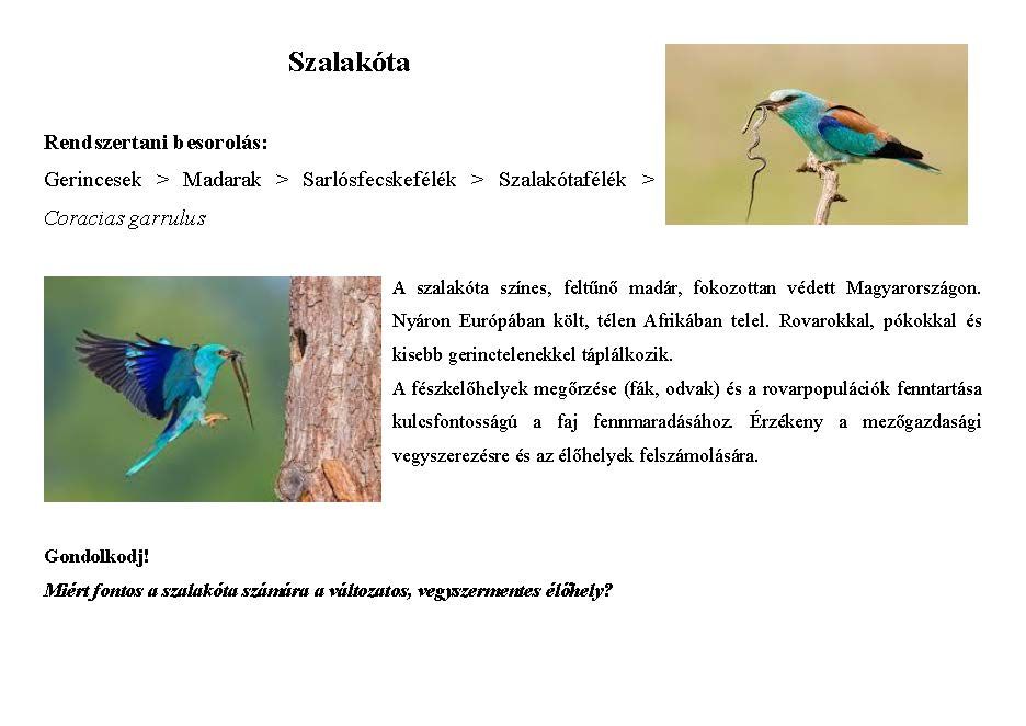 Tanösvény_vadon élő állatokról gyűjtemény_Oldal_04.jpg