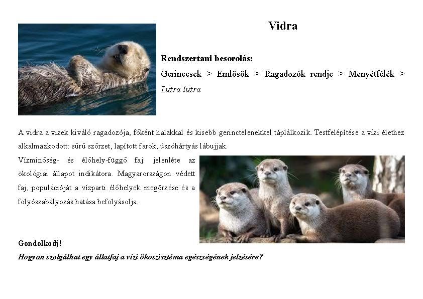Tanösvény_vadon élő állatokról gyűjtemény_Oldal_05.jpg