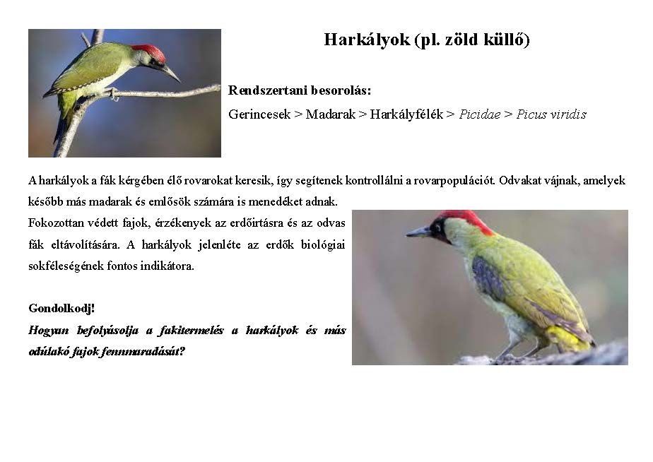 Tanösvény_vadon élő állatokról gyűjtemény_Oldal_06.jpg