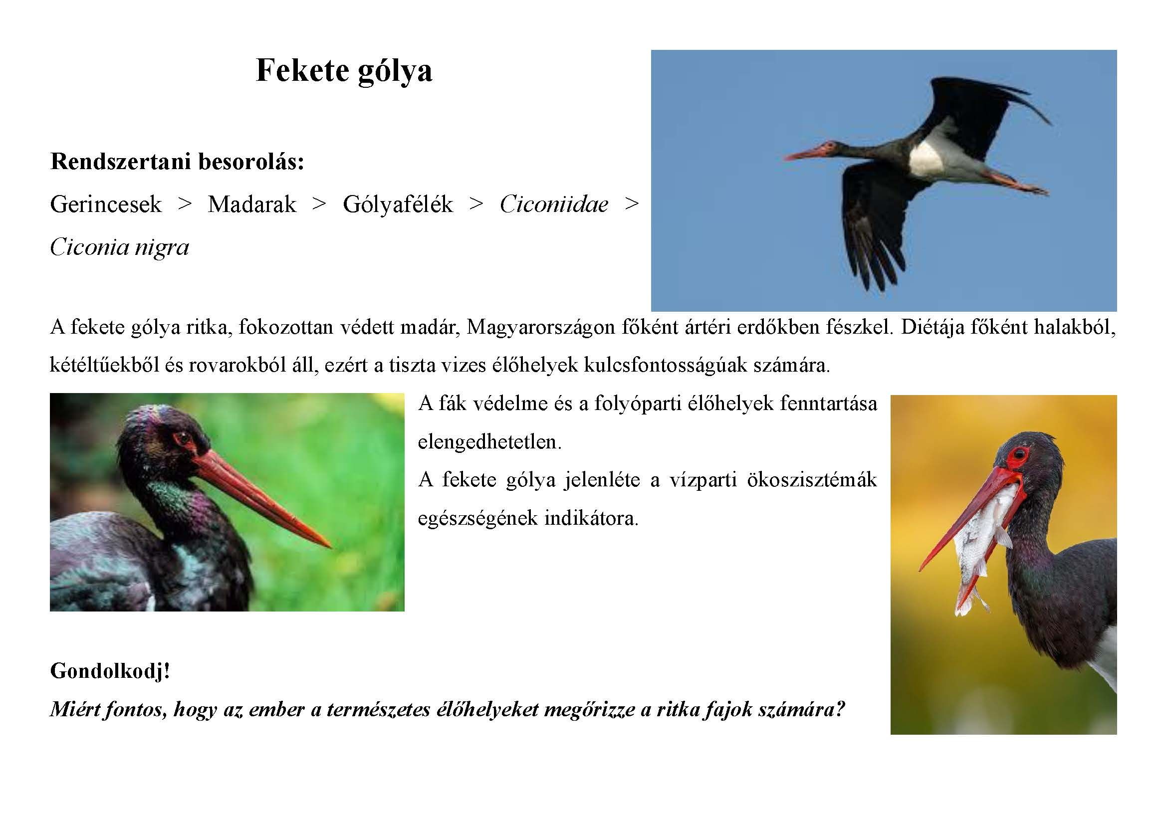 Tanösvény_vadon élő állatokról gyűjtemény_Oldal_08.jpg