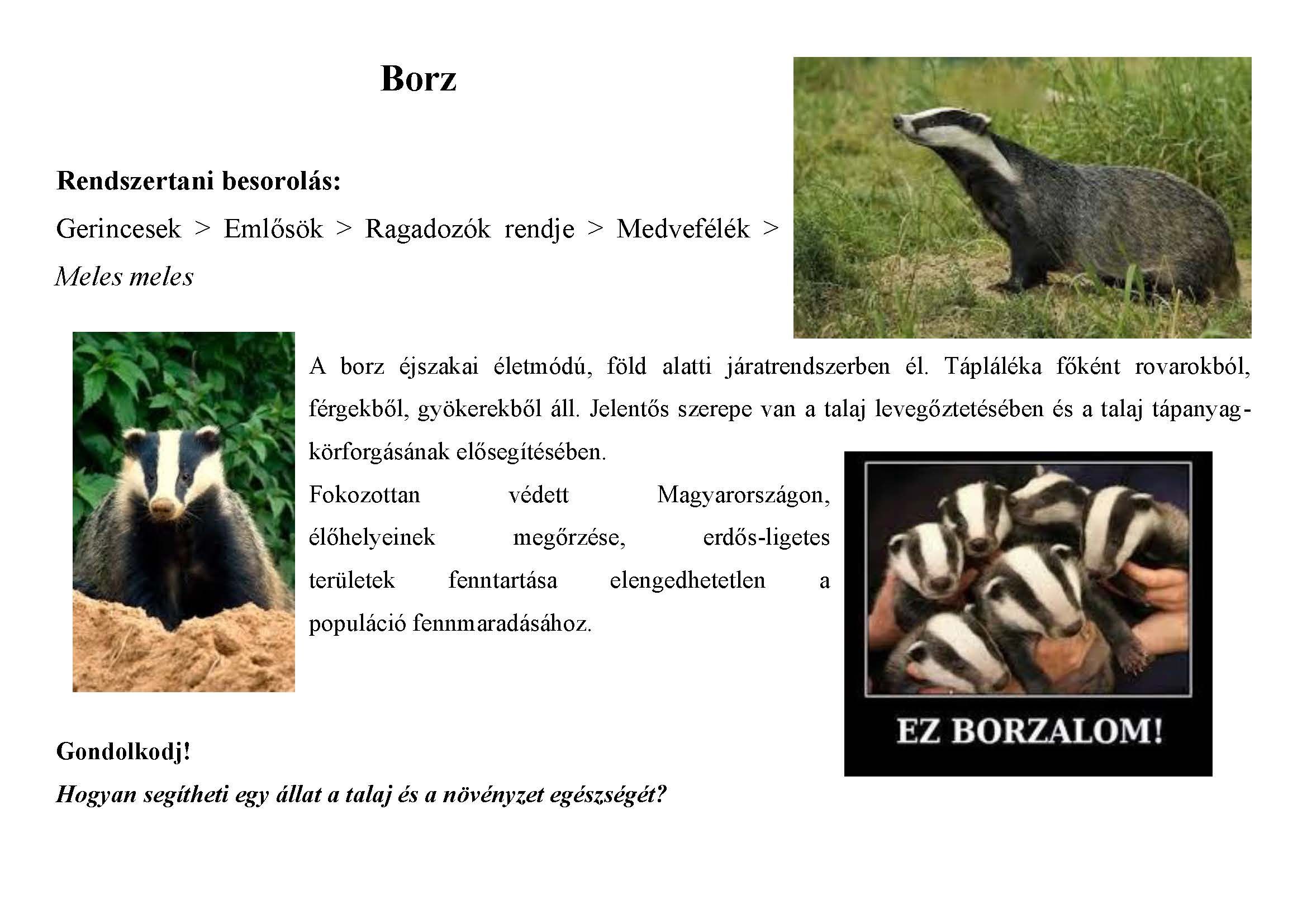 Tanösvény_vadon élő állatokról gyűjtemény_Oldal_10.jpg