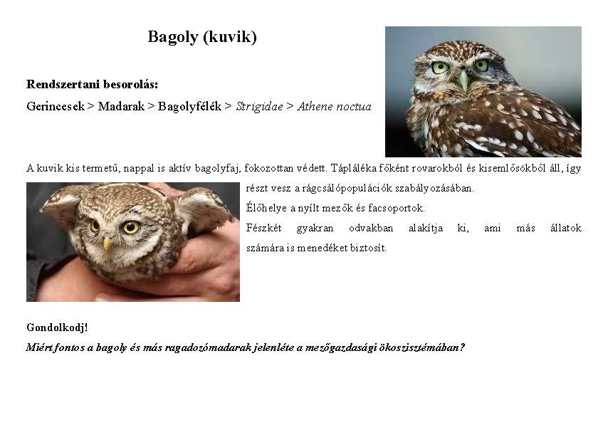 Tanösvény_vadon élő állatokról gyűjtemény_Oldal_11.jpg